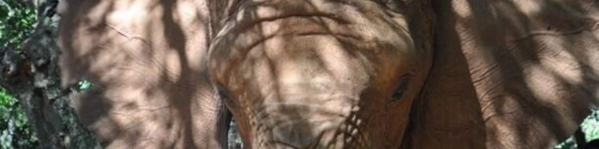 An elephant with a textured trunk and large ears, set against a backdrop of trees and foliage.