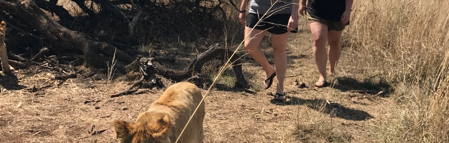 Walking with the lions!