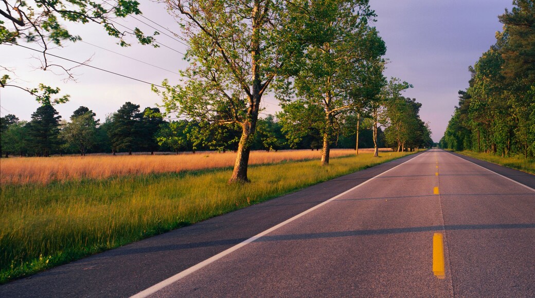 A straight road flanked by trees and grass fields.