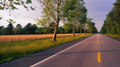 A straight road flanked by trees and grass fields.