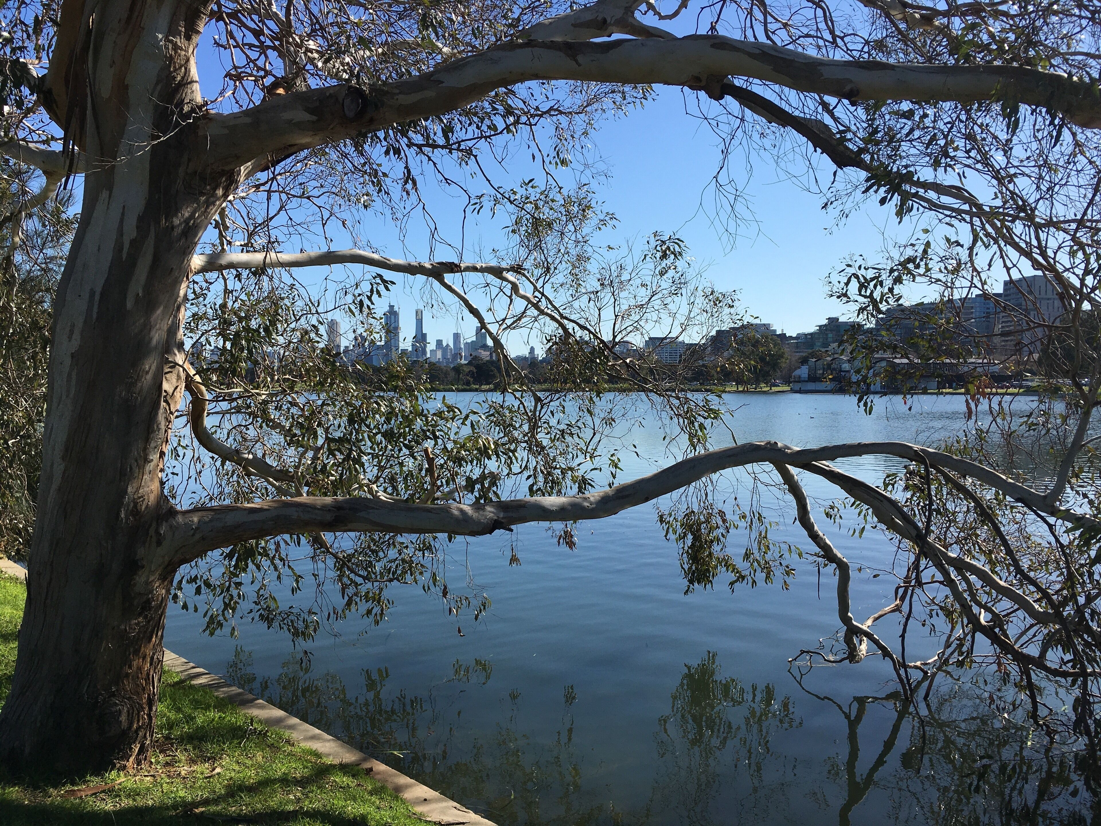 For a glorious walk on a sunny day, you can’t beat Albert Park Lake. You can see Melbournes skyline through the branches. There are many sporting facilities around the lake. And, yes, you can get a coffee in a couple of places right by the lake. Look for our black swans who”own” the lake. #MyBackyard