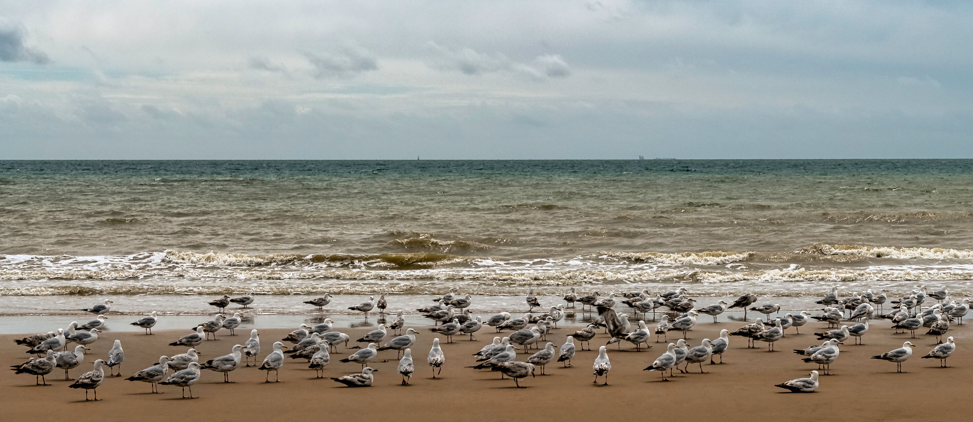 Group of European herring gulls (Larus argentatus) on the beach in Dymchurch, Kent, United Kingdom