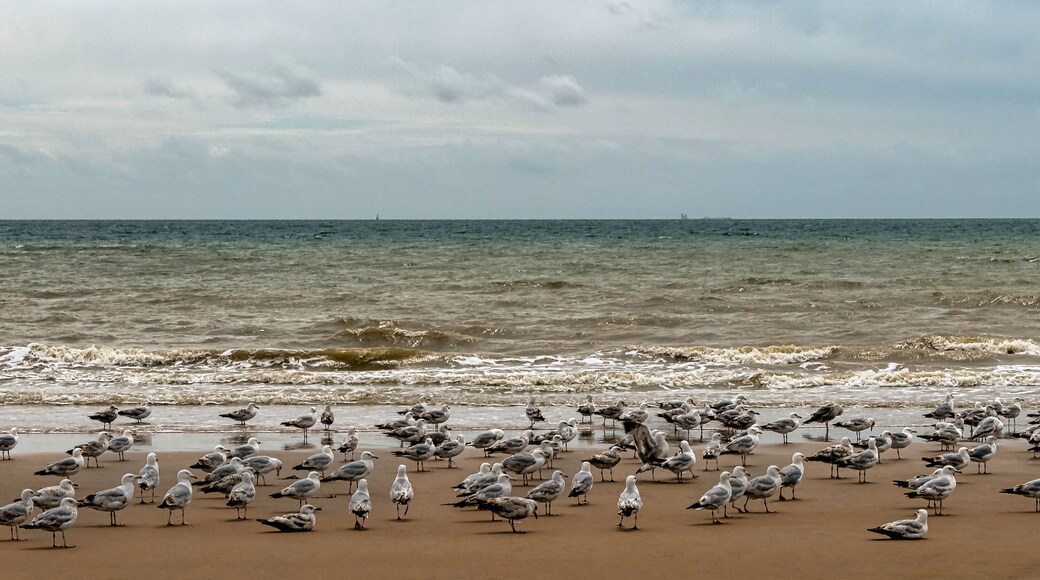 Group of European herring gulls (Larus argentatus) on the beach in Dymchurch, Kent, United Kingdom