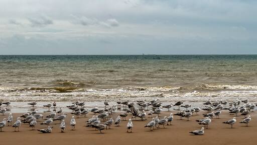 Group of European herring gulls (Larus argentatus) on the beach in Dymchurch, Kent, United Kingdom