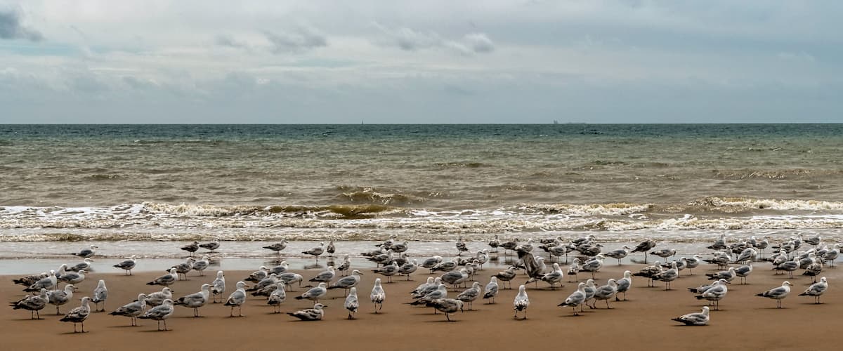 A beach with seagulls and the ocean.
