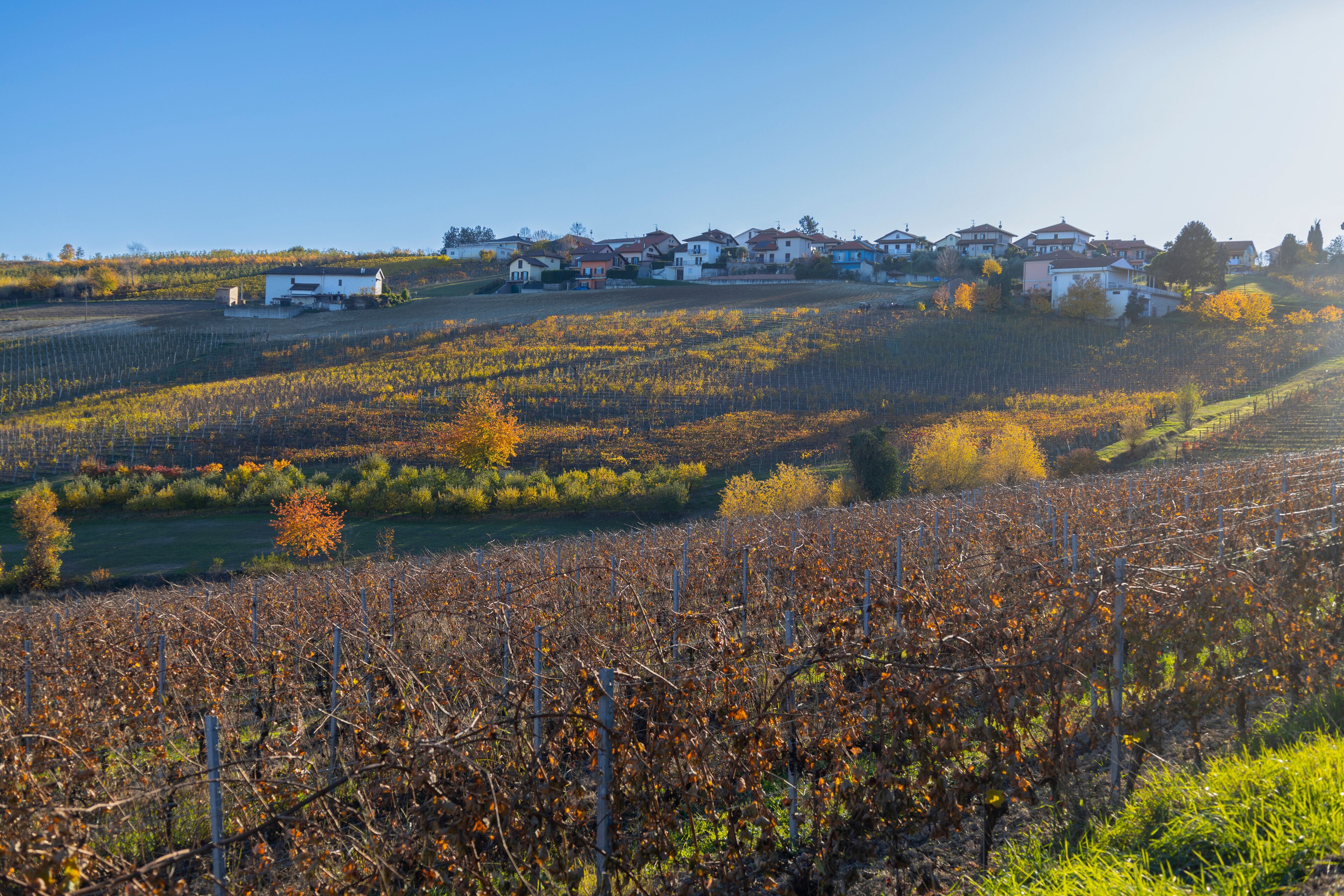 Vineyards in the small countryside village of San Marzano Oliveto, province of Asti, Italy