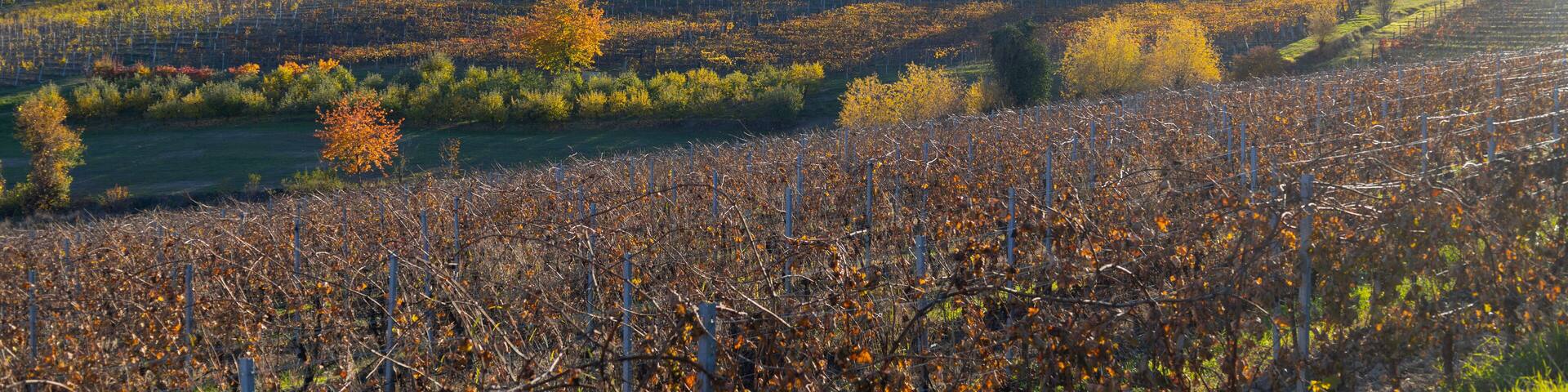 Vineyards in the small countryside village of San Marzano Oliveto, province of Asti, Italy