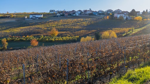 Vineyards in the small countryside village of San Marzano Oliveto, province of Asti, Italy