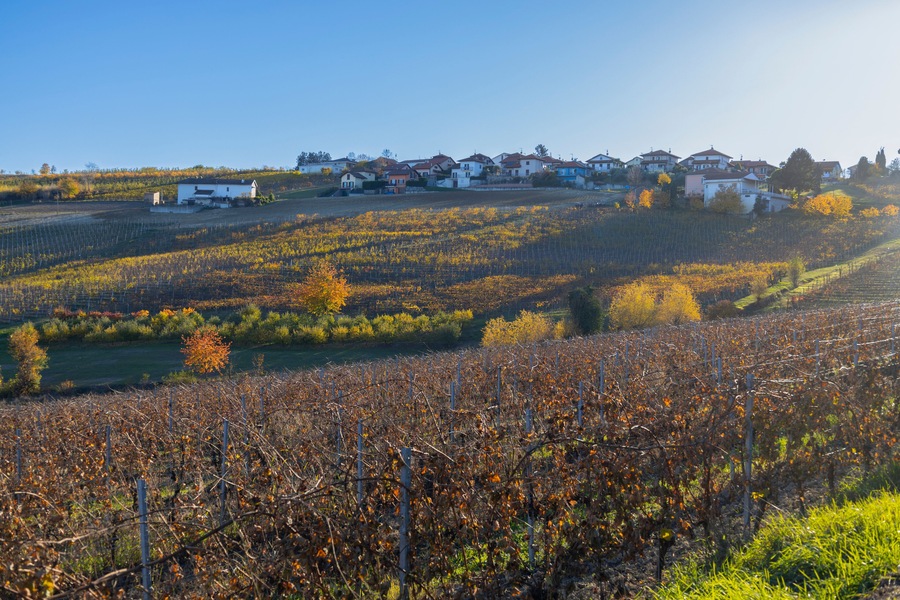 Vineyards in the small countryside village of San Marzano Oliveto, province of Asti, Italy