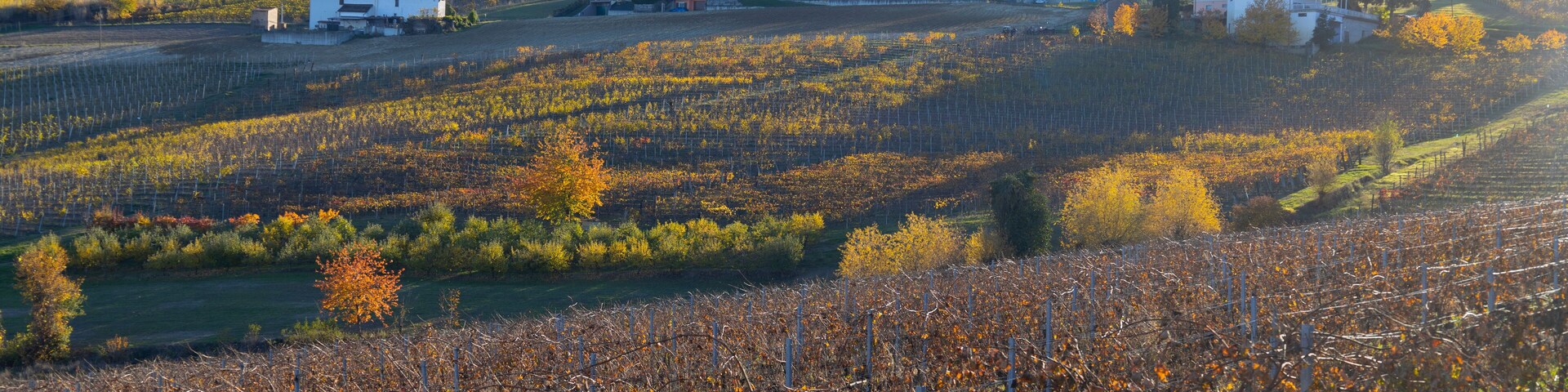 Vineyards in the small countryside village of San Marzano Oliveto, province of Asti, Italy