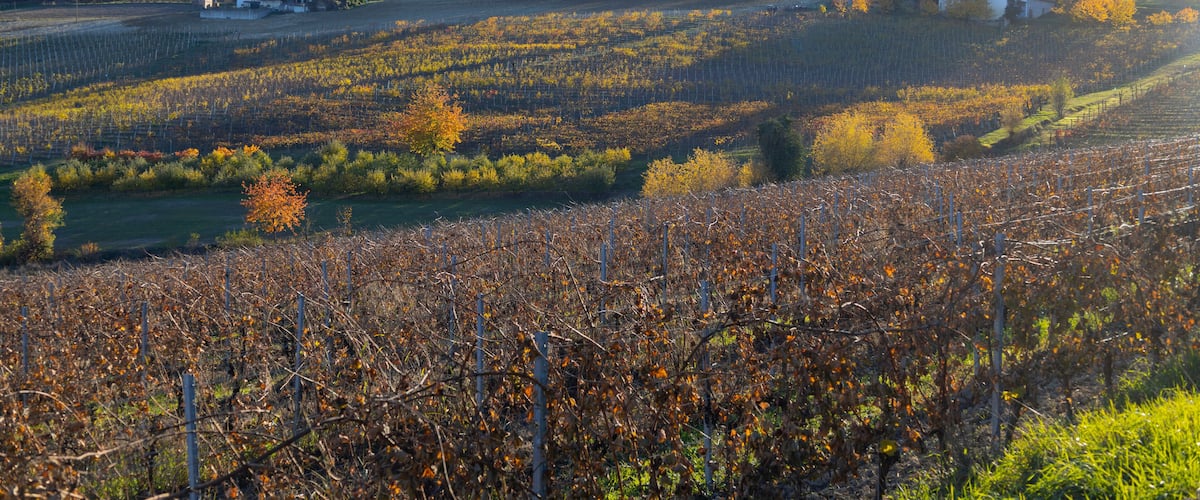 A vineyard with rows of grapevines, a small white building, and houses in the background.