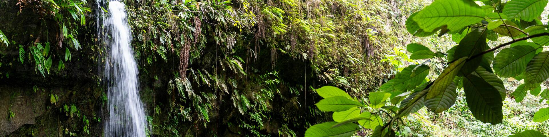 A waterfall cascading into a clear pool surrounded by lush greenery.