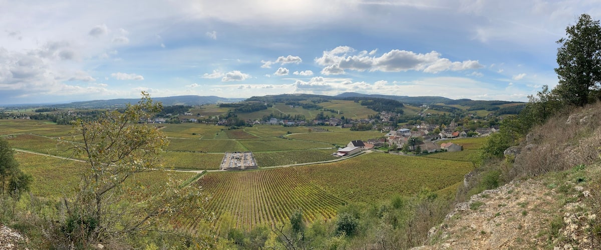 A vineyard with rows of grapevines, a small town in the valley, and rolling hills in the background.