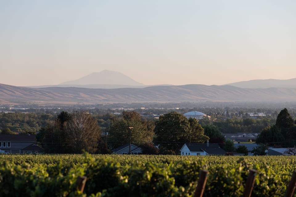 A vineyard with rows of grapevines, a town in the valley, and a mountain in the background.