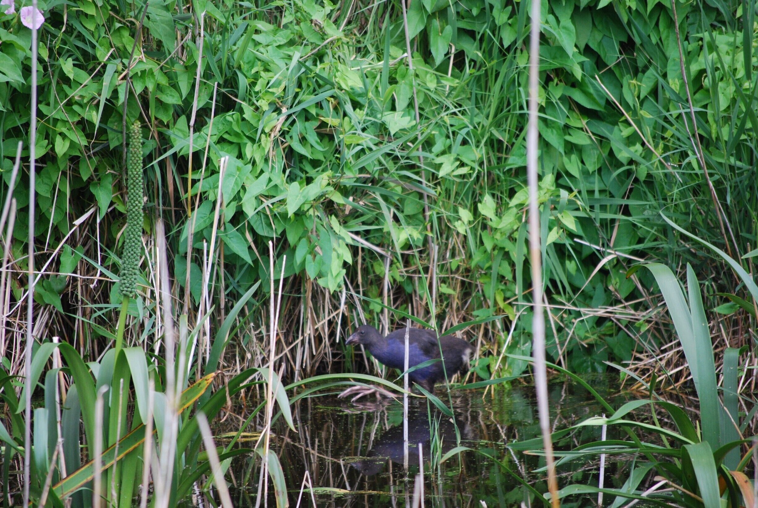 There is a wetland walked tucked away in the aussie animal section of Werribee zoo. This is useful if you want to get away from the busy-ness of the zoo, or if you want to check out some of the local birdlife. 

#localgem