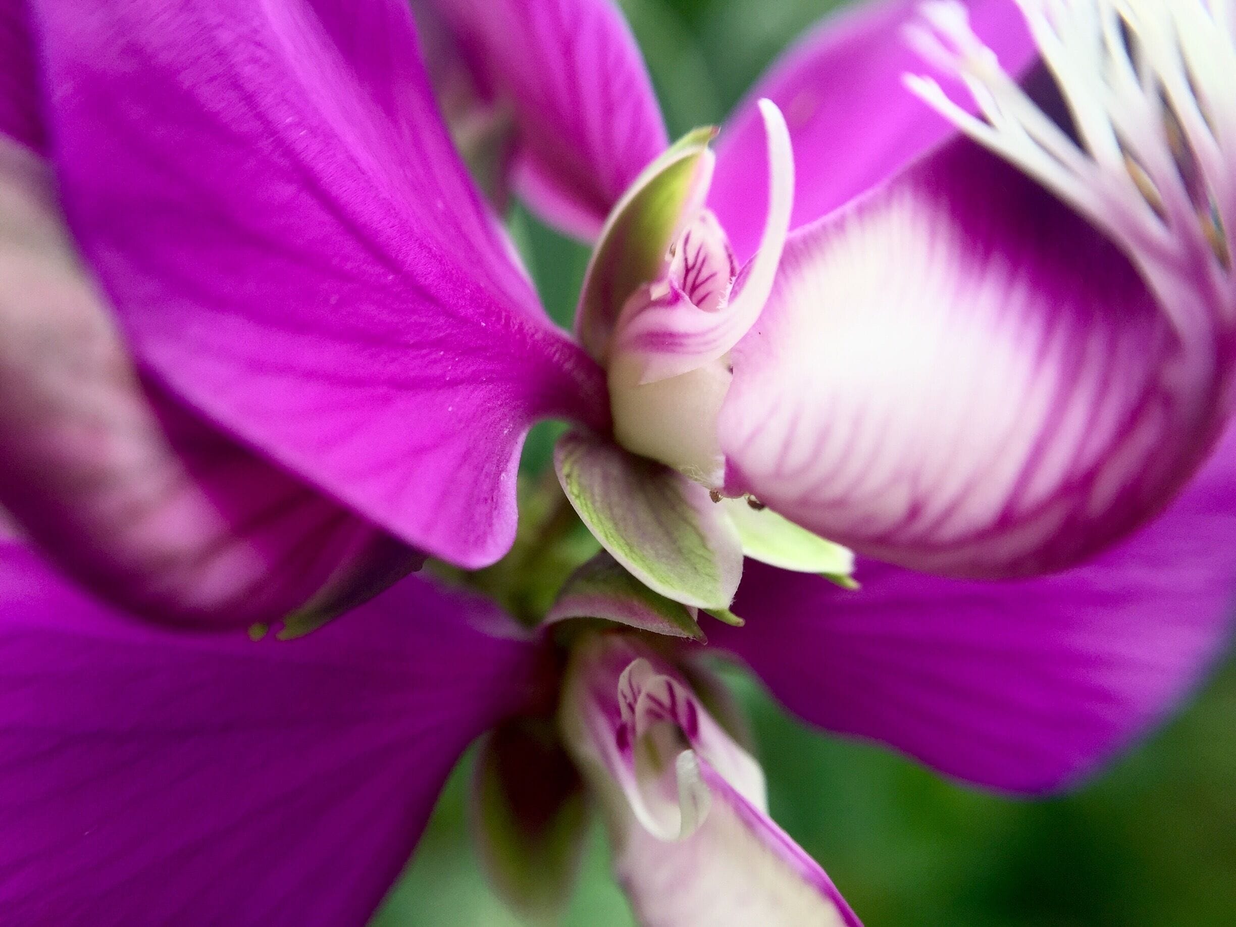 Flora 🌸 #macro #flora #flowers #outdoors