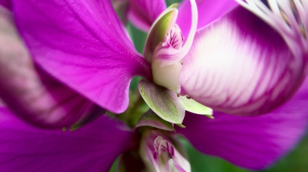 Flora 🌸 #macro #flora #flowers #outdoors