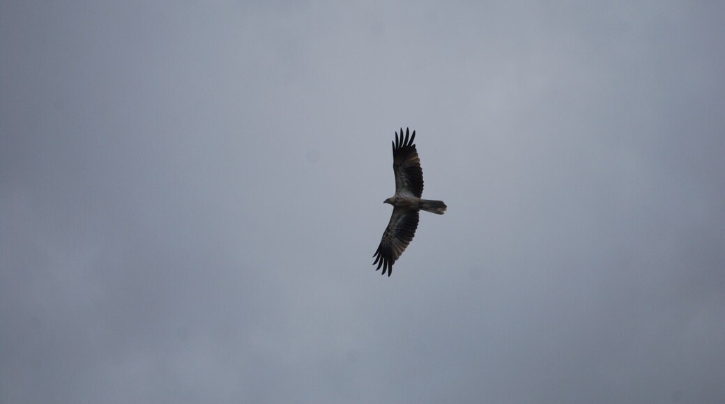 Werribee zoo is a hidden gem if you love seeing birds of prey. I saw so many species of birds soaring over the plains while on the safari bus. Saw many kites and one falcon.
#localgem