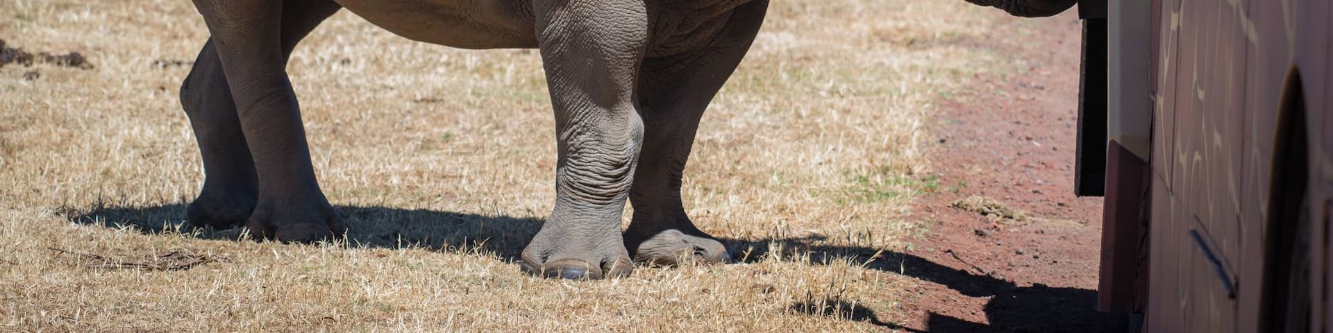 Little fella trying to give us a push. Safari drive through Werribee Open Range Zoo.