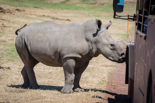 Little fella trying to give us a push. Safari drive through Werribee Open Range Zoo.