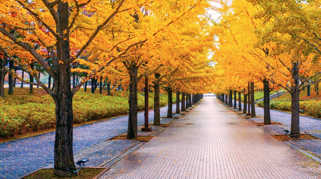 Walkway under the trees in autumn at Fukushima Japan