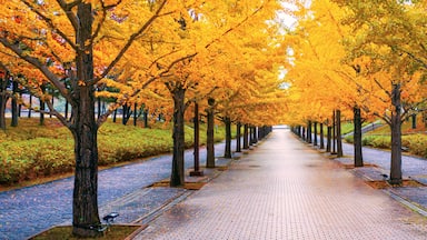 Walkway under the trees in autumn at Fukushima Japan
