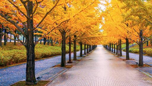 Walkway under the trees in autumn at Fukushima Japan