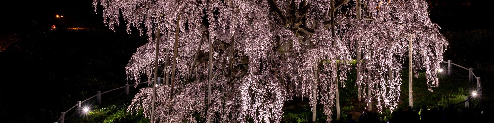 三春滝桜 ライトアップ 夜桜 絶景