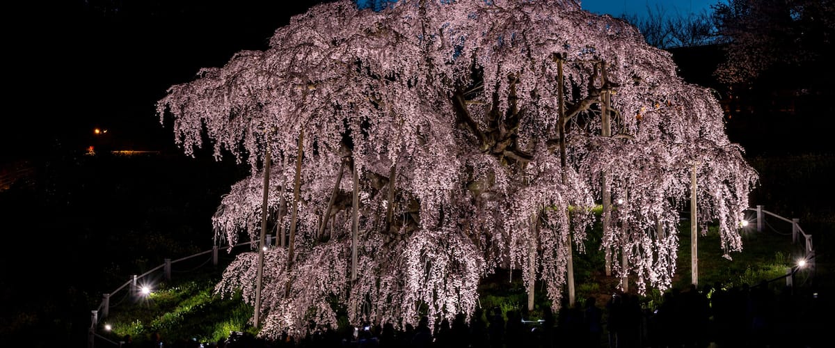 A large, illuminated cherry blossom tree at night.