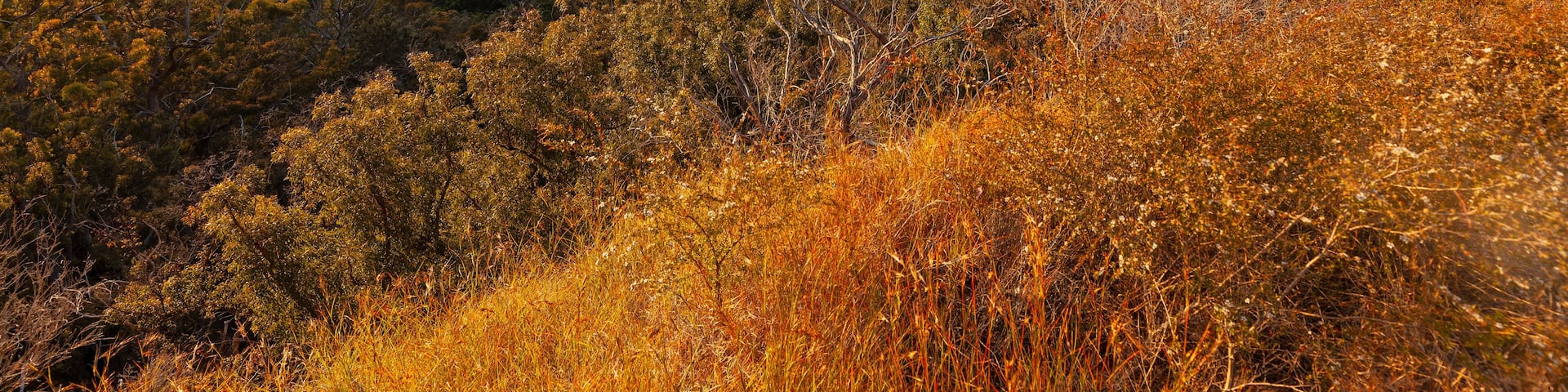 Sunset, view to Mount Warning, Wollumbin, Mebbin, Border Ranges, Mount Jerusalem National Park, Nightcap, Doon Doon, Uki, Tweed Valley, Byron Bay Hinterland - NSW, Australia