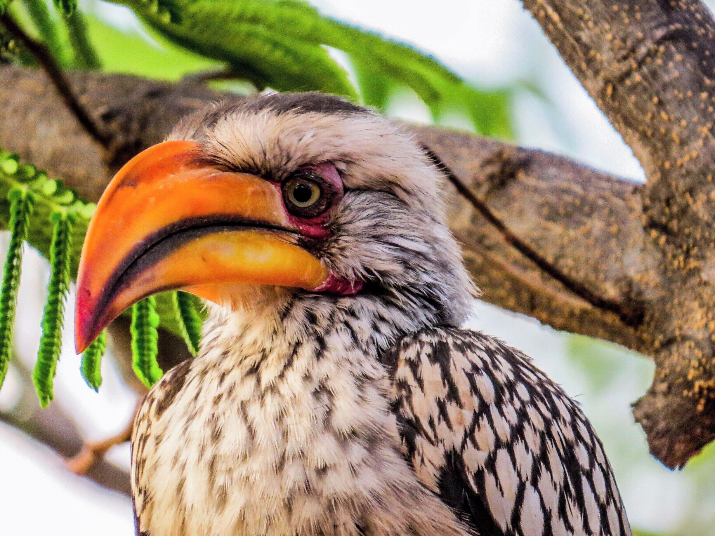 I don´t know what bird is this, but it is wonderful. This shot was taken in a camping site near Otjitotongwe Lodge and Cheetah Guest Farm, aka Cheetah Park, Namíbia.