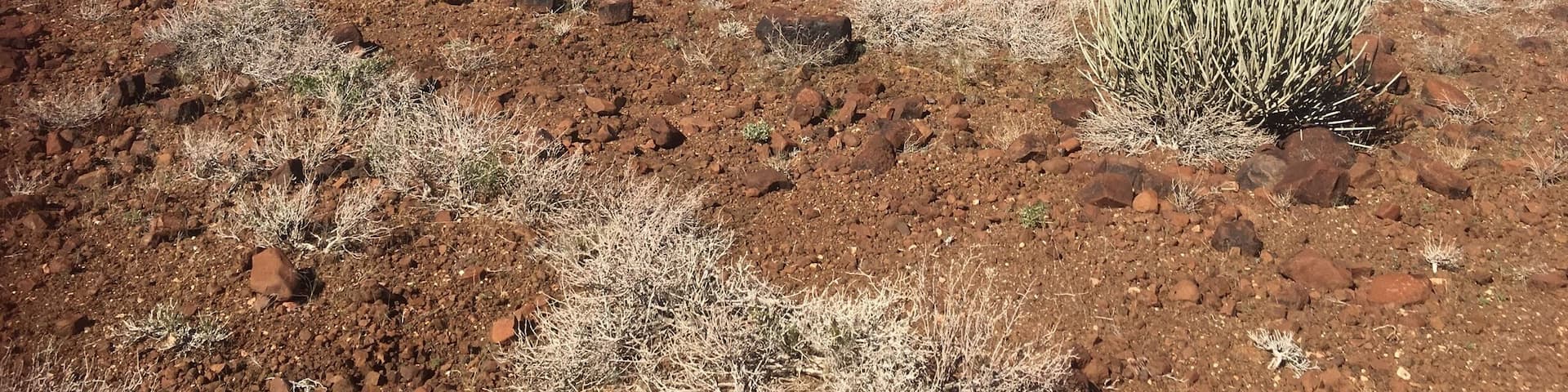 Landscape ever changing! These bushes are toxic for humans... do not touch...