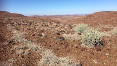 Landscape ever changing! These bushes are toxic for humans... do not touch...