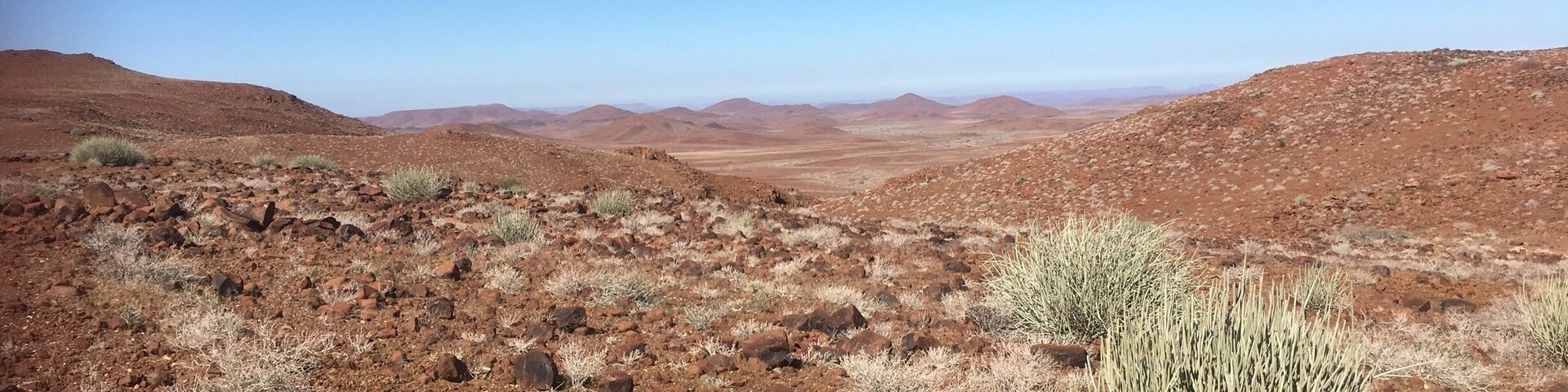 Landscape ever changing! These bushes are toxic for humans... do not touch...