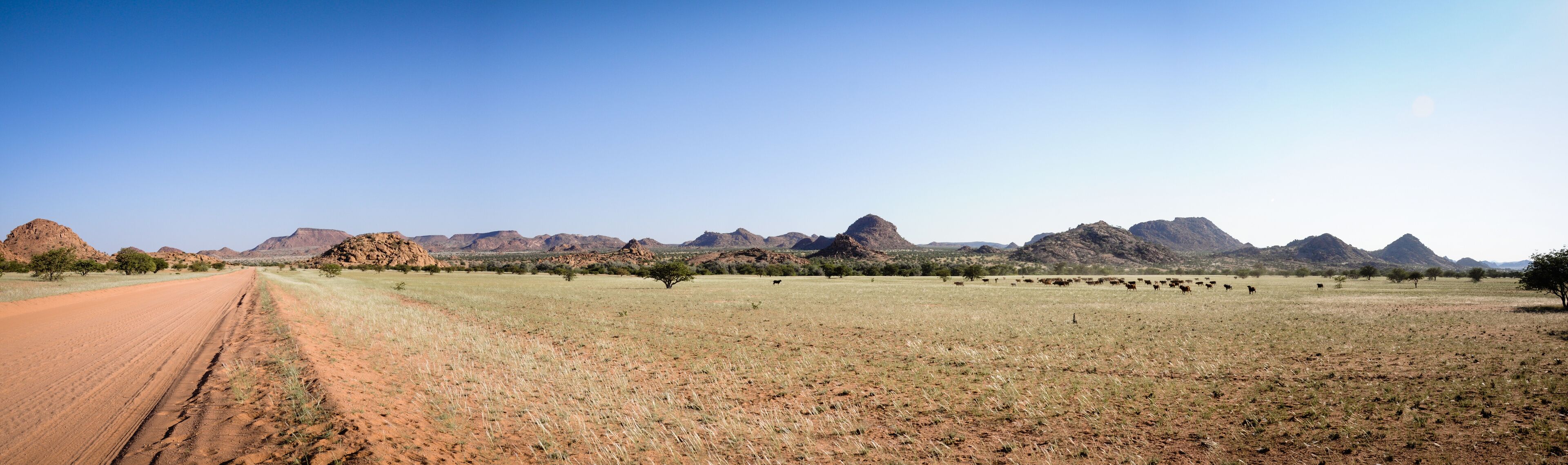 desert turns green in spring time in Namibia