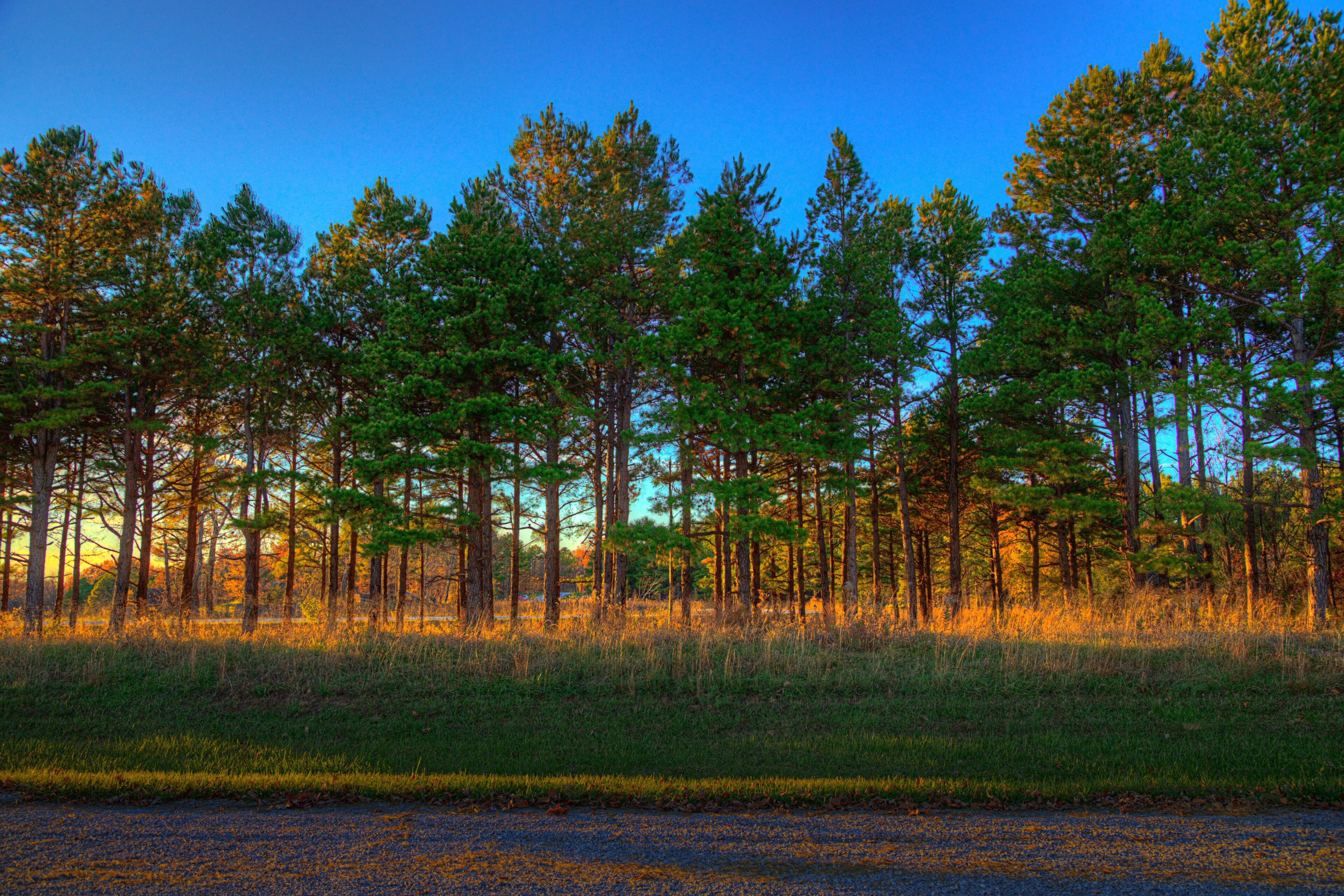 Row of Pine Trees Perry County Community Lake PCR 700 Perryville Missouri A row of pine trees at the parking lot of Perry County community lake. 