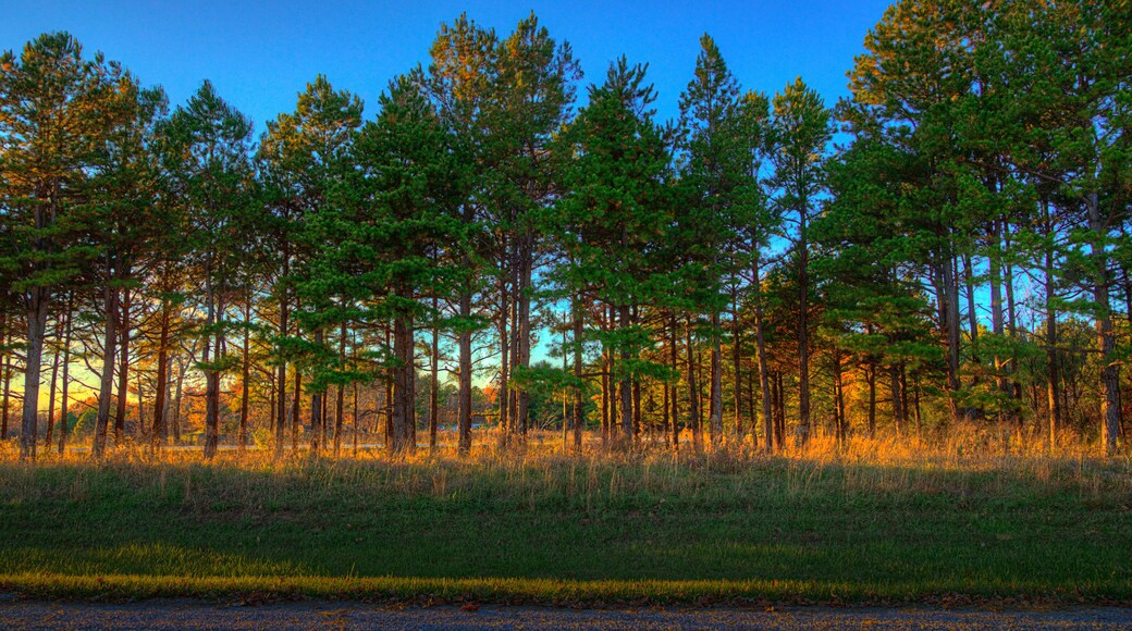 Row of Pine Trees Perry County Community Lake PCR 700 Perryville Missouri A row of pine trees at the parking lot of Perry County community lake.