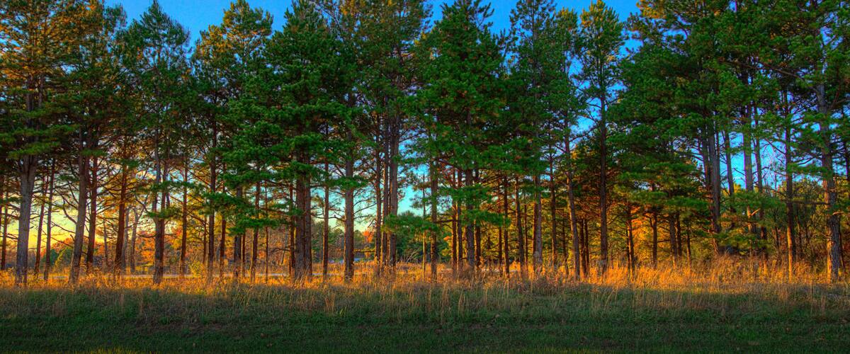 A forest of tall pine trees at sunset.