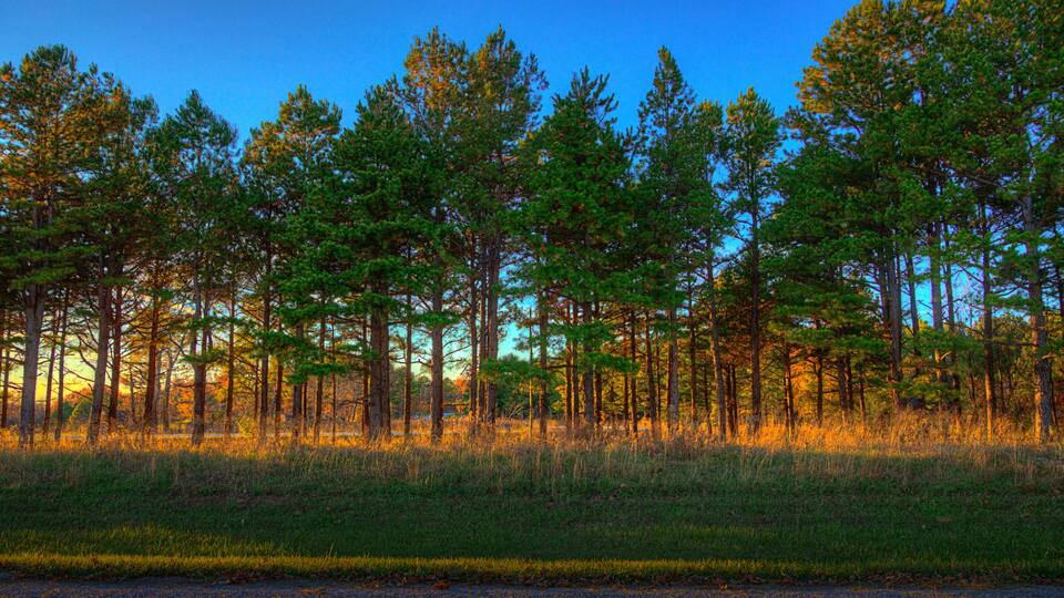 A forest of tall pine trees at sunset.