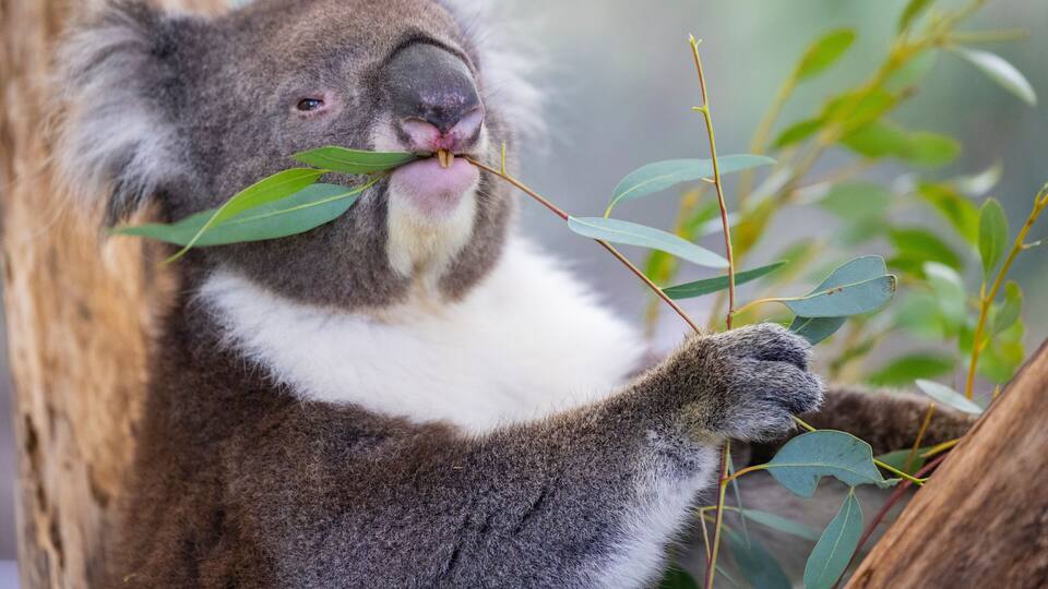 A koala holding eucalyptus leaves.