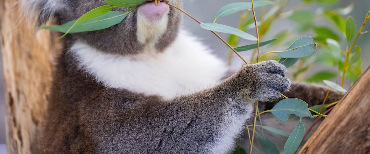A koala holding eucalyptus leaves.