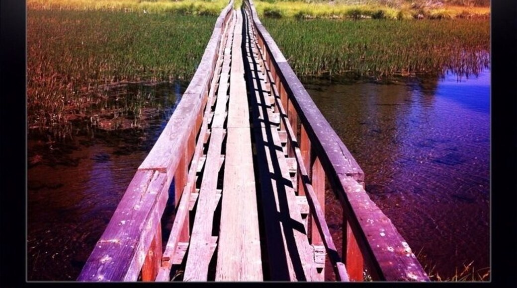 Bridge across the pond in Clear Creek, CA.
#BestOf5
#Perspectives