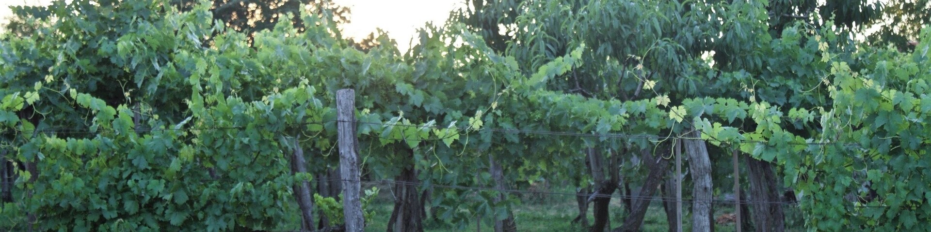 Etyek is a beautiful region just outside Budapest. There are several wine vineyards that offer wine tasting and Hungarian dinner. I booked a tour through City & Wine, but if you have a car, it is an easy drive from Budapest.