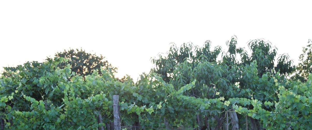 A vineyard with rows of grapevines supported by wooden stakes and wire.