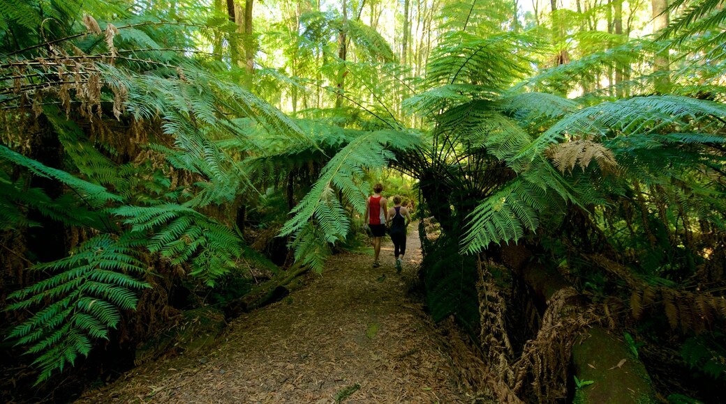 Sassafras showing forest scenes and a park as well as a couple