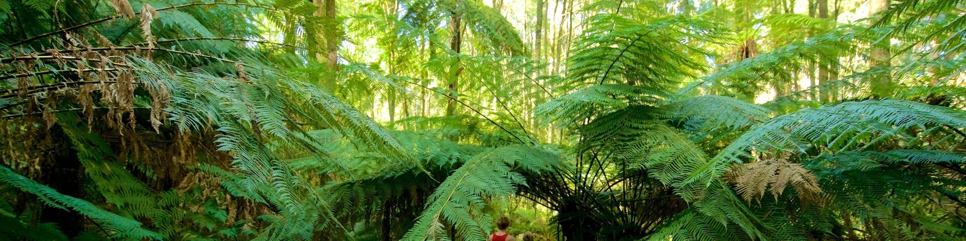 Sassafras showing forest scenes and a park as well as a couple