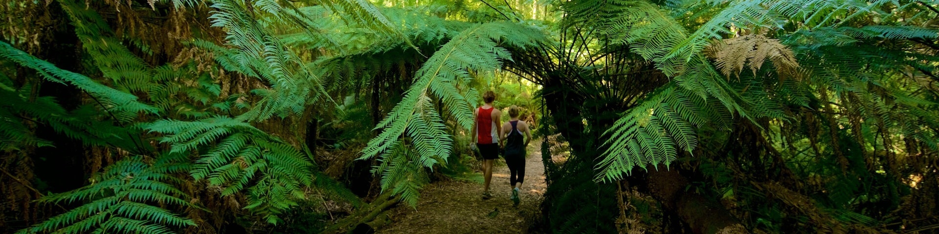 Sassafras showing forest scenes and a park as well as a couple