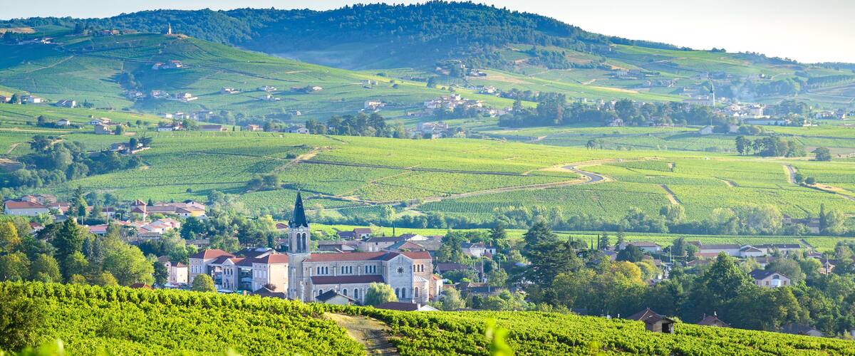 A vineyard with rows of grapevines, a church, and a town in the background.