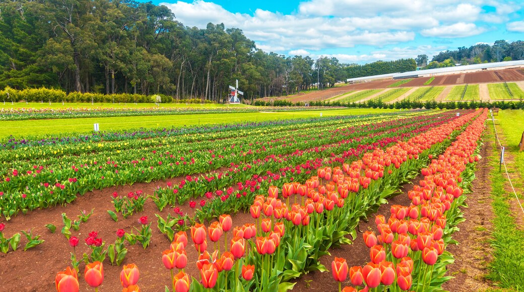Rows of beautiful tulips in the Dandenong Ranges near Melbourne