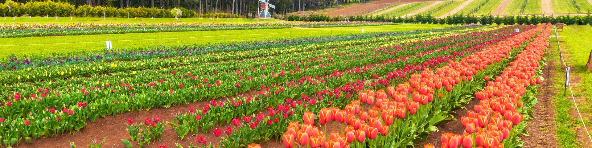 Rows of beautiful tulips in the Dandenong Ranges near Melbourne